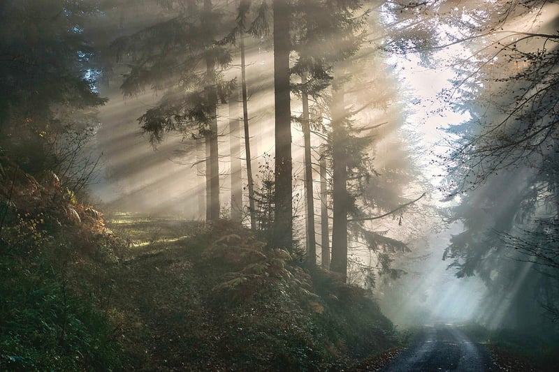Mystical Trees
