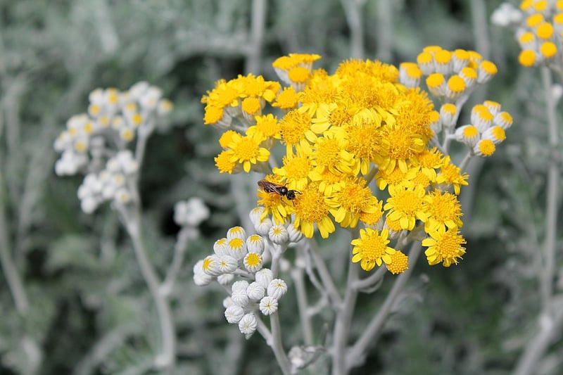 Wormwood Plant